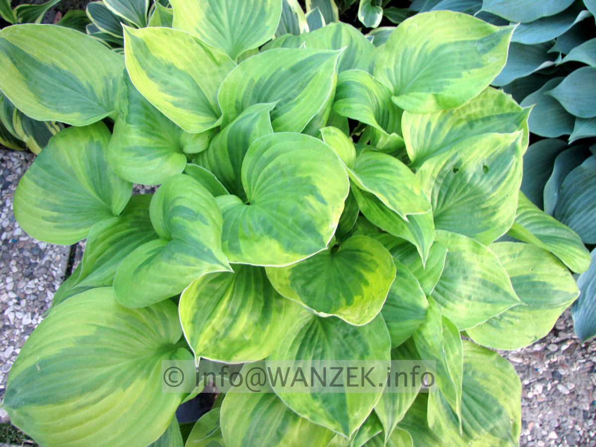 Hosta Hybride Honshy 08.JPG